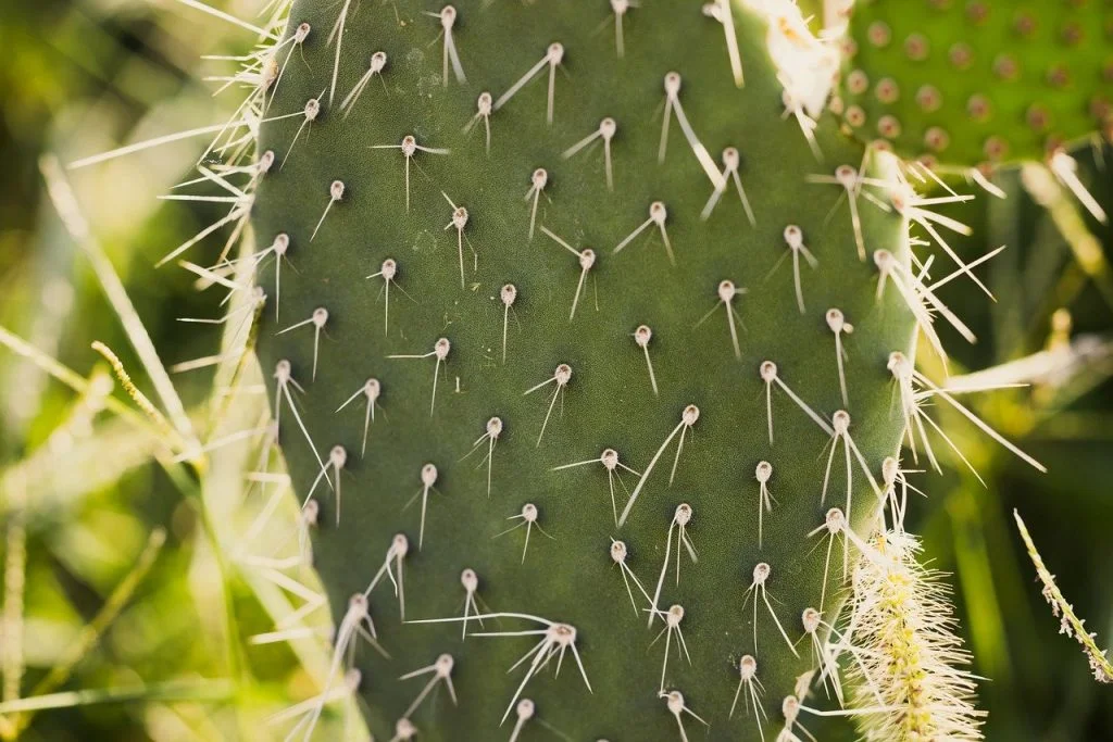 nopal espinas cactus