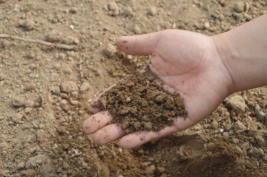 El nopal cegador necesita un tipo especial de suelo y fertilizante
